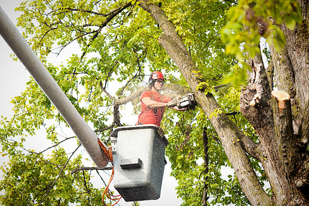 How Our Tree Care Process Works  in  Winona, MN