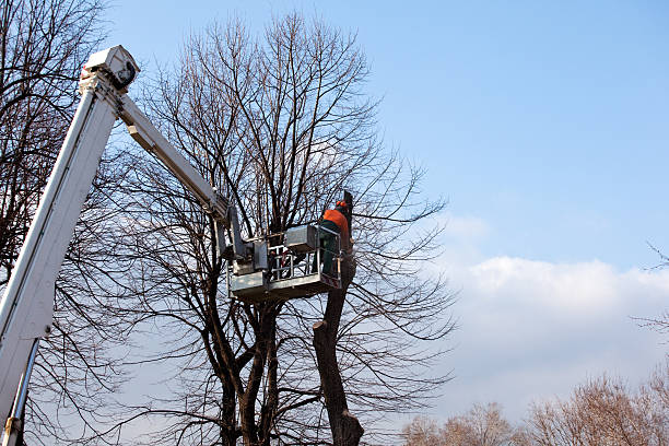 Professional Tree Services in Winona, MN